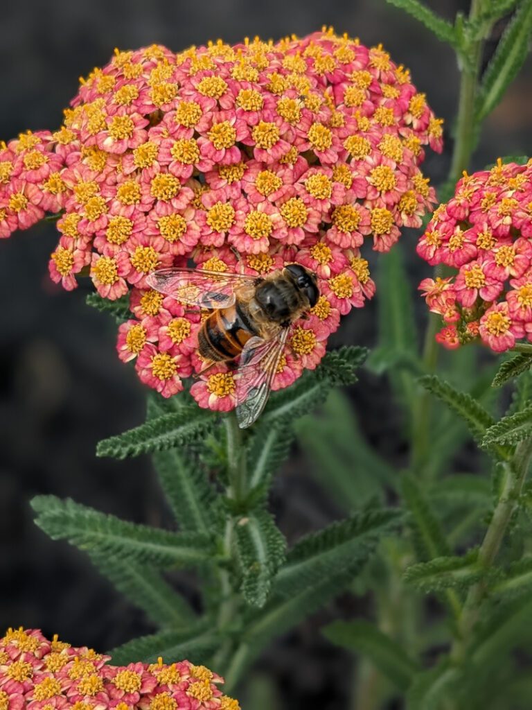 orange yarrow