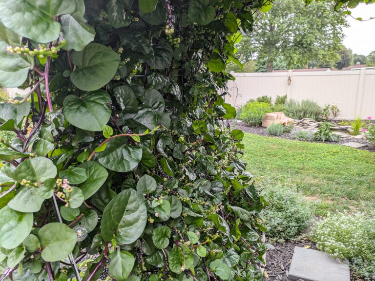 malabar spinach