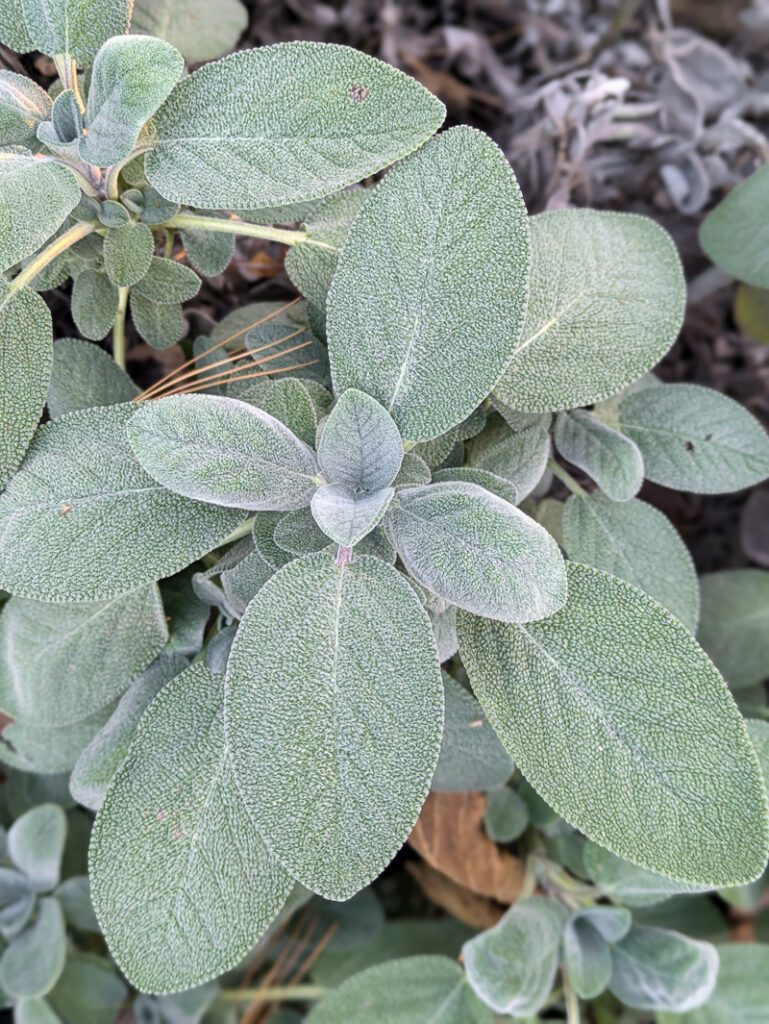perennial sage