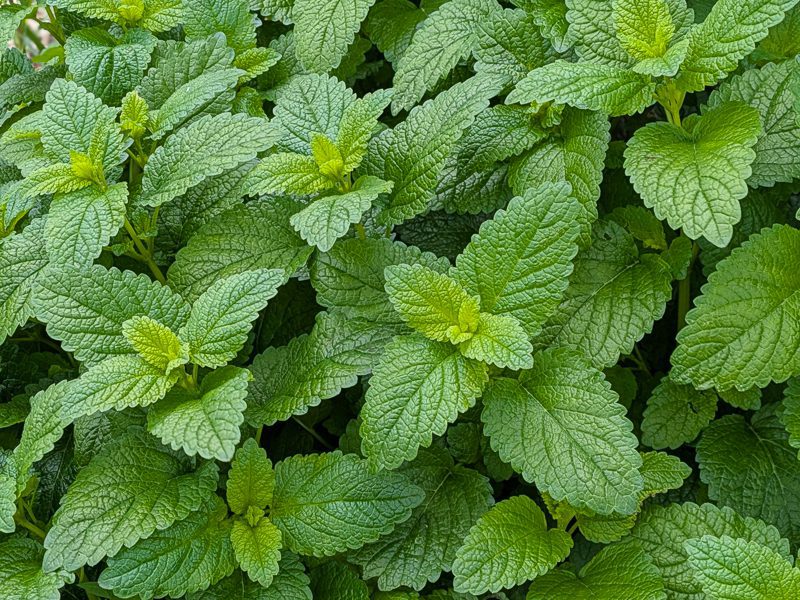 lemon balm