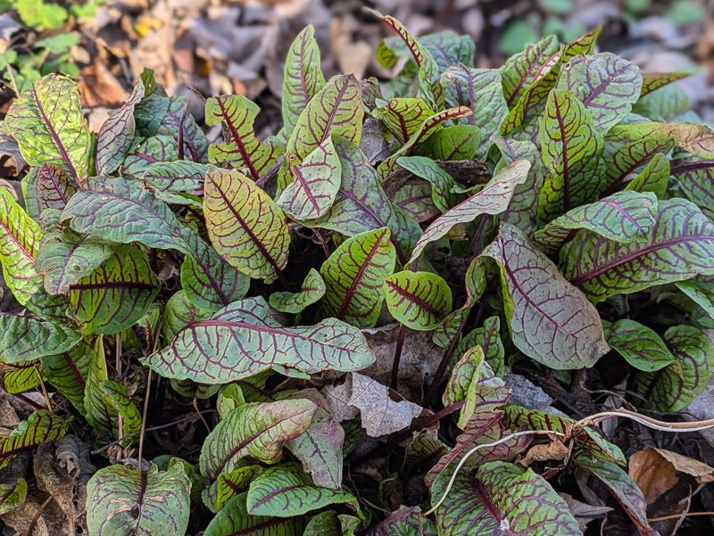 red sorrel