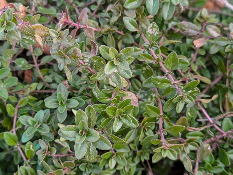 perennial oregano