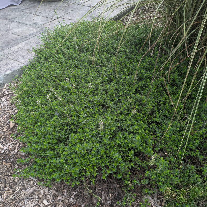perennial oregano