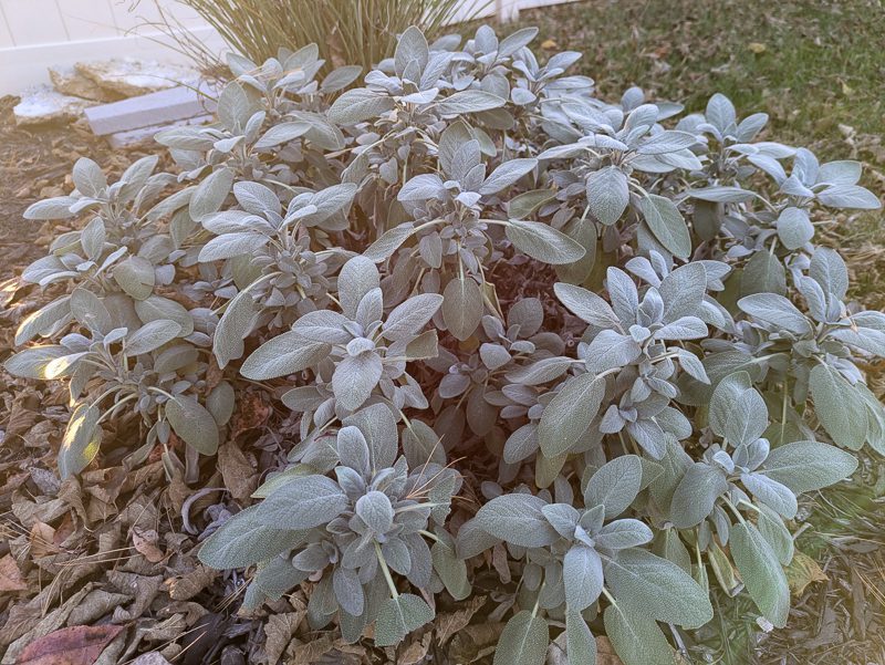 perennial sage