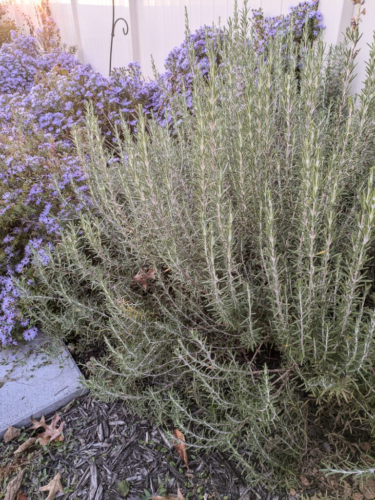 perennial rosemary