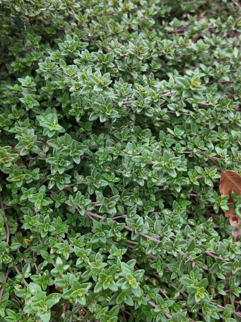 creeping thyme