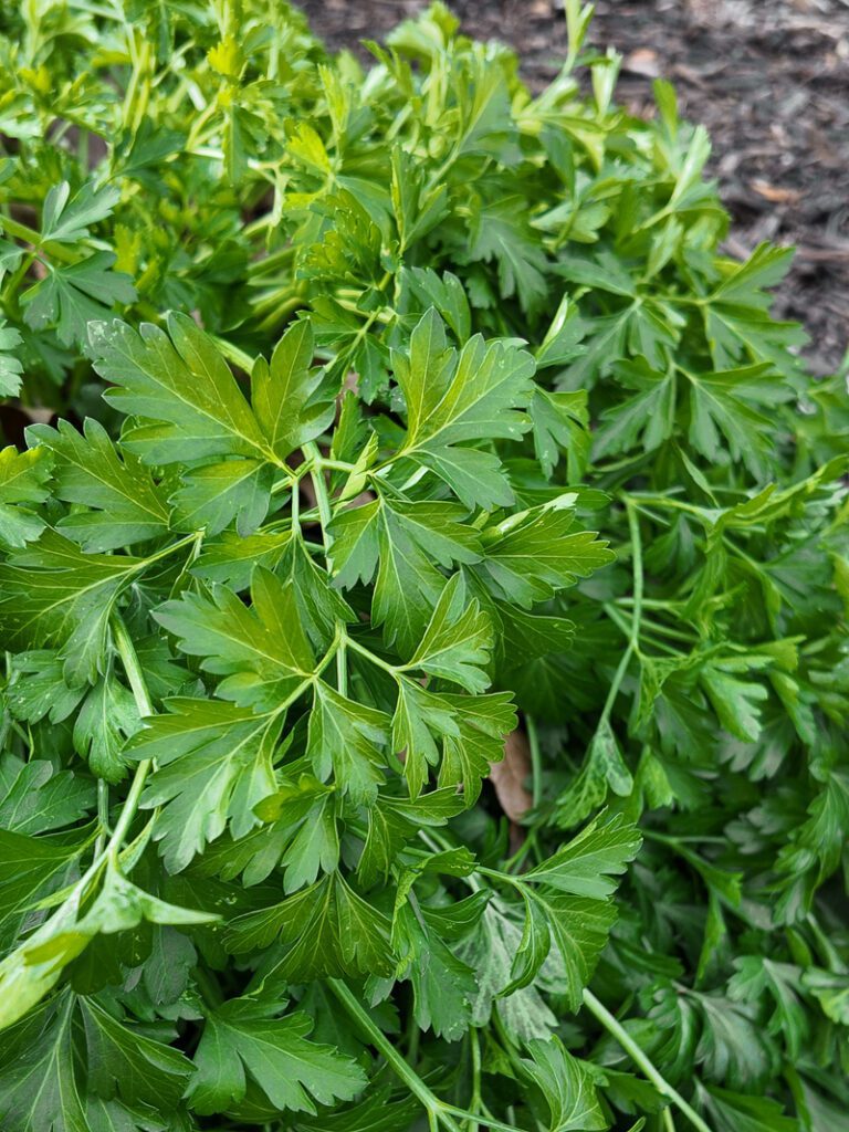 parsley