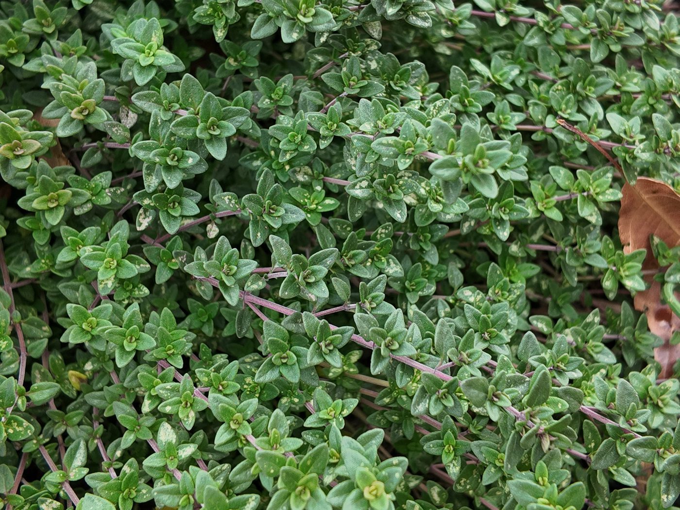 creeping thyme