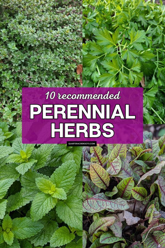 collage that says 10 recommended perennial herbs with pictures of plants