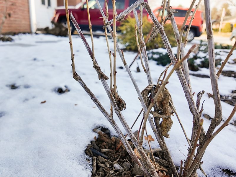 dormant currant plant