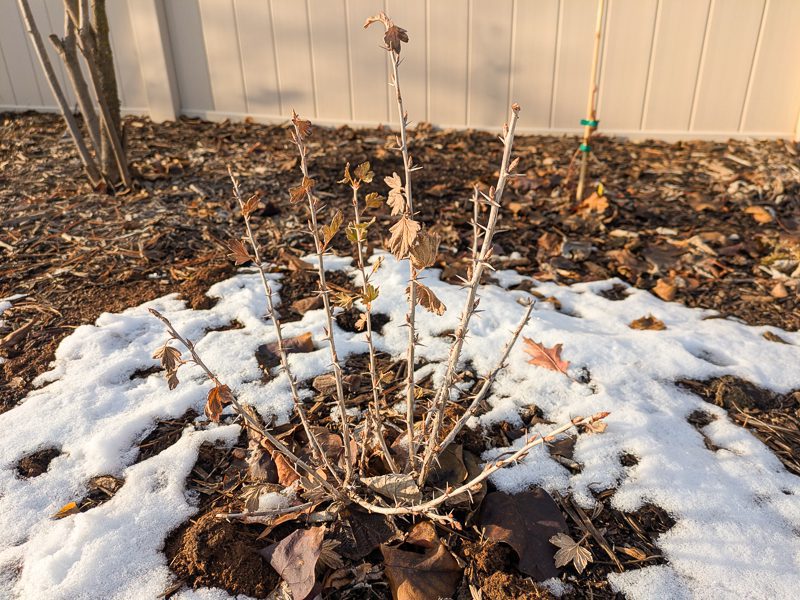 dormant gooseberry plant