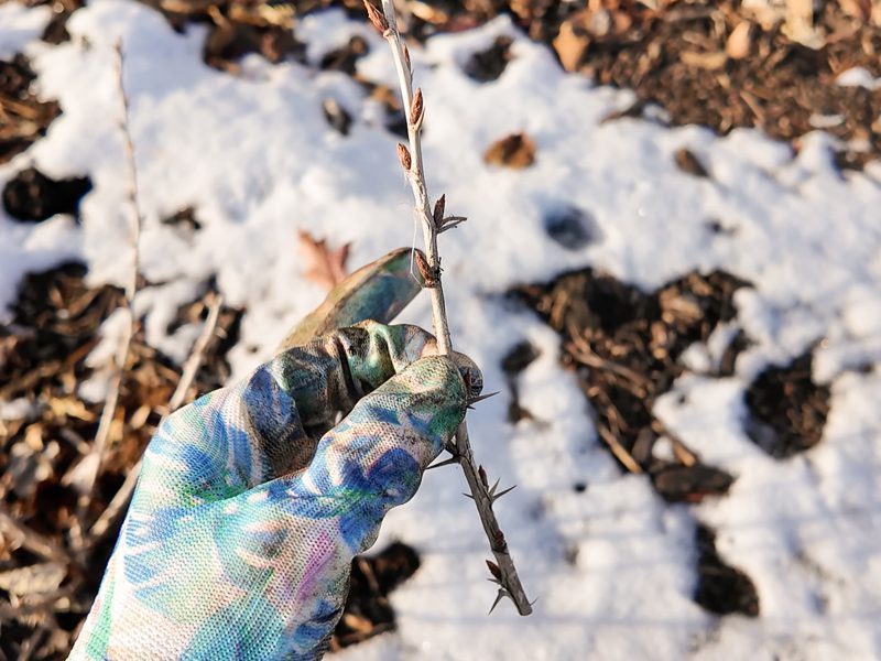 gooseberry cutting to root