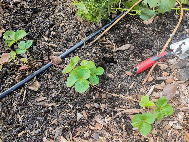strawberry plant with runners