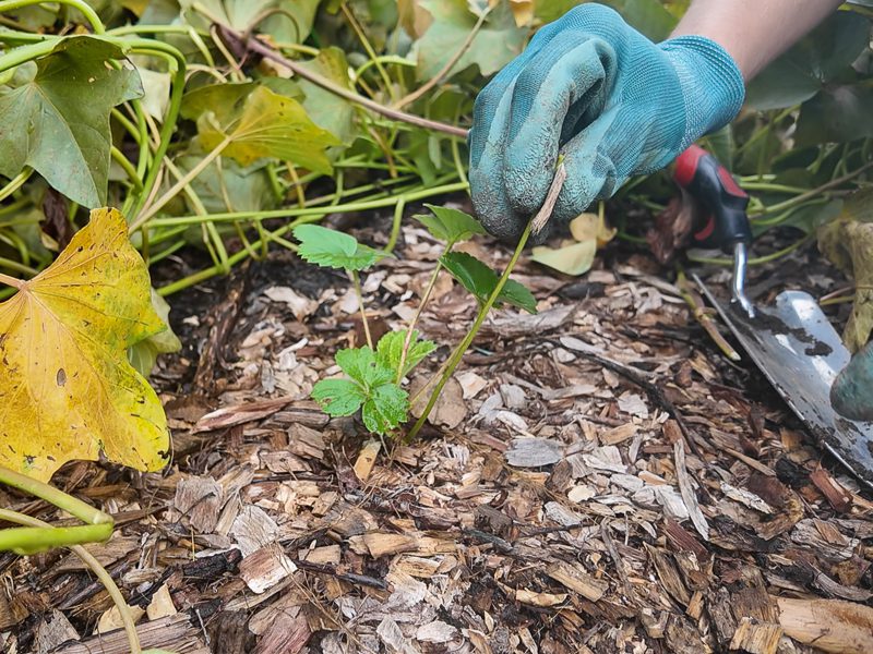 strawberry plant stolon