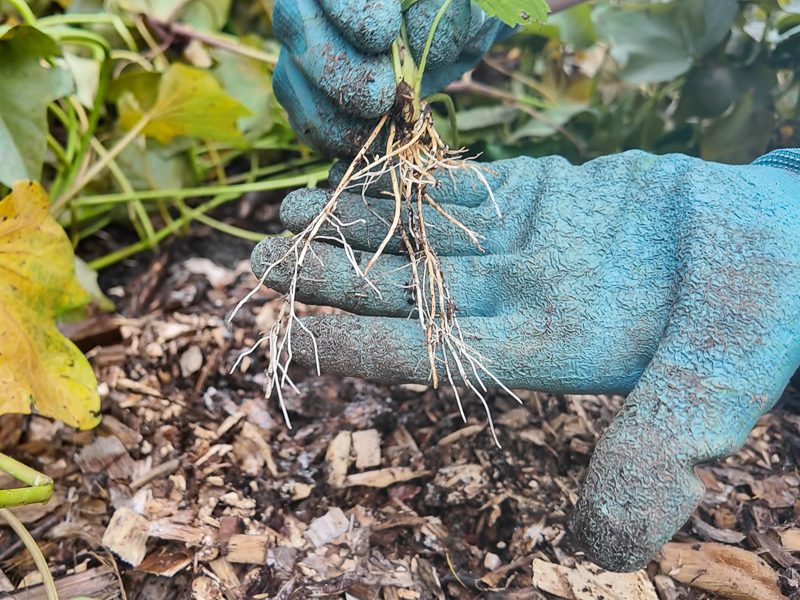 digging up a strawberry plant