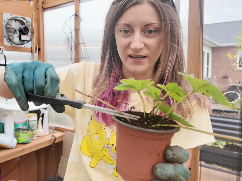 woman snipping a propagated strawberry plant