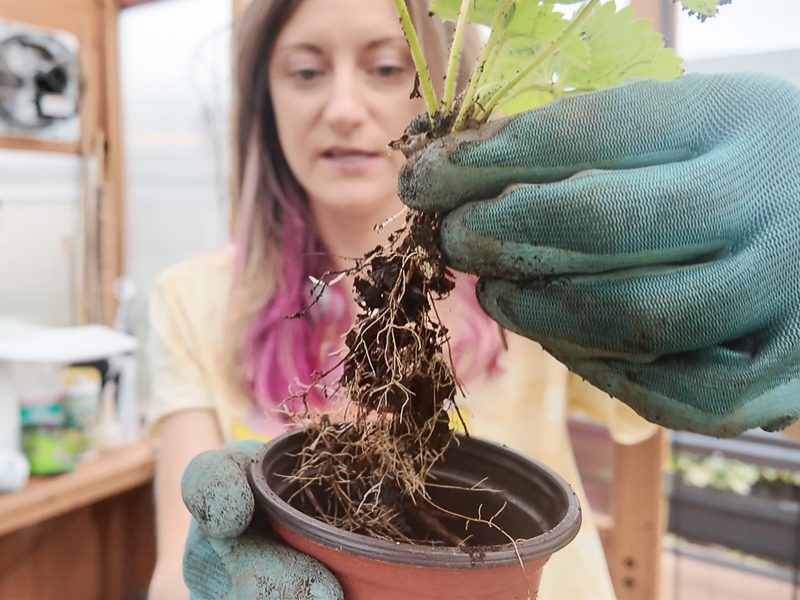strawberry plant roots