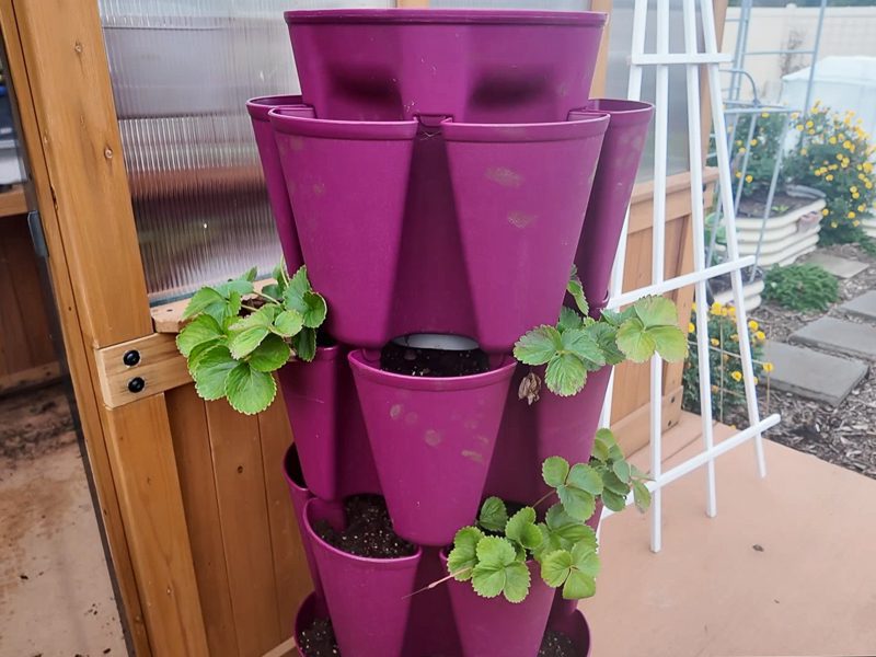 strawberries in a greenstalk