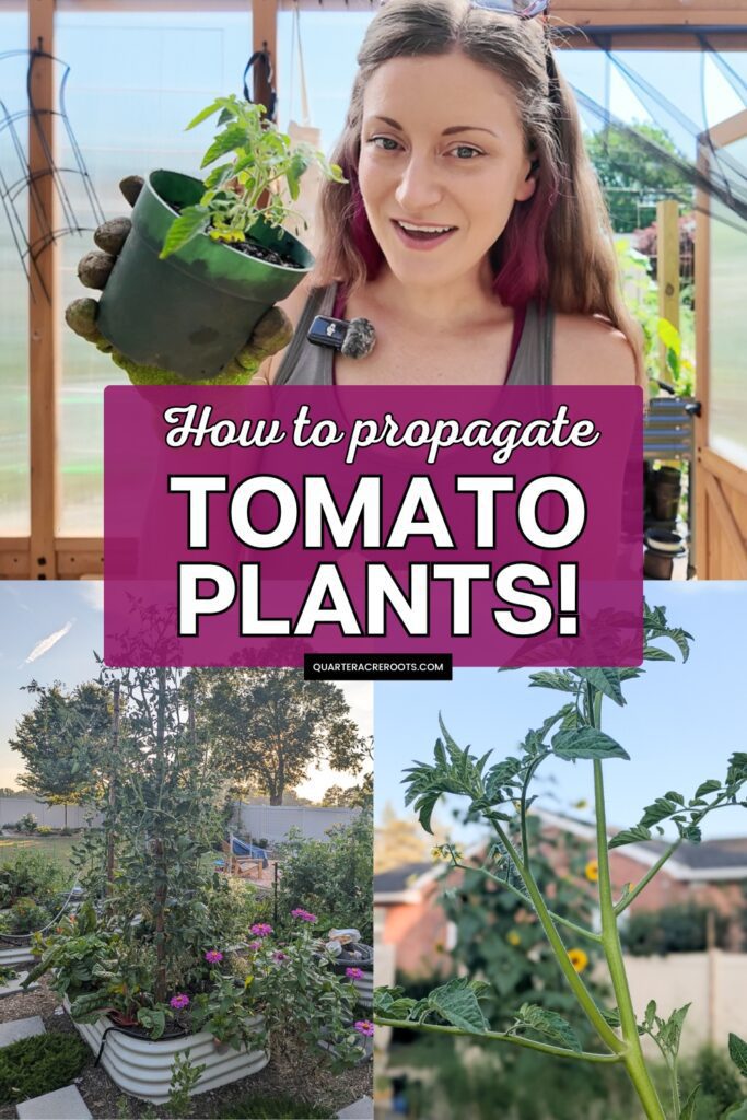 collage that says how to propagate tomato plants