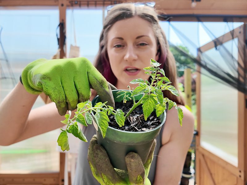 woman holding a propagated tomato plant