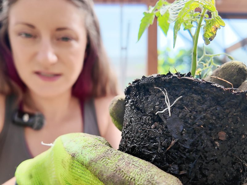 root growing on a tomato plant