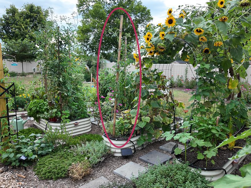 beautiful garden with a circle showing a propagated tomato plant