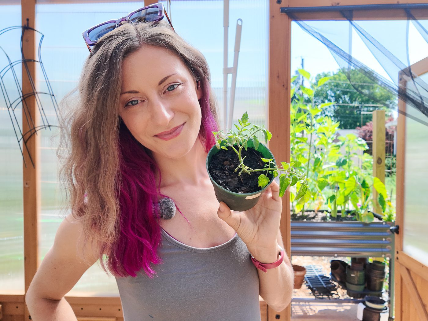 woman holding a small tomato plant