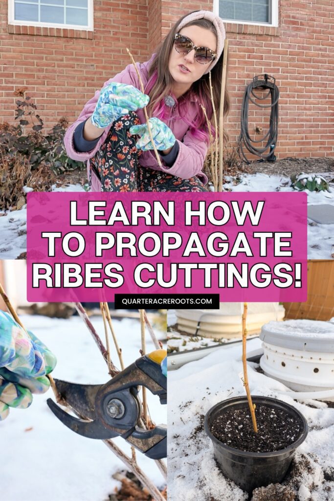 collage that says learn how to propagate ribes cuttings with pictures of the currant and gooseberry propagation process