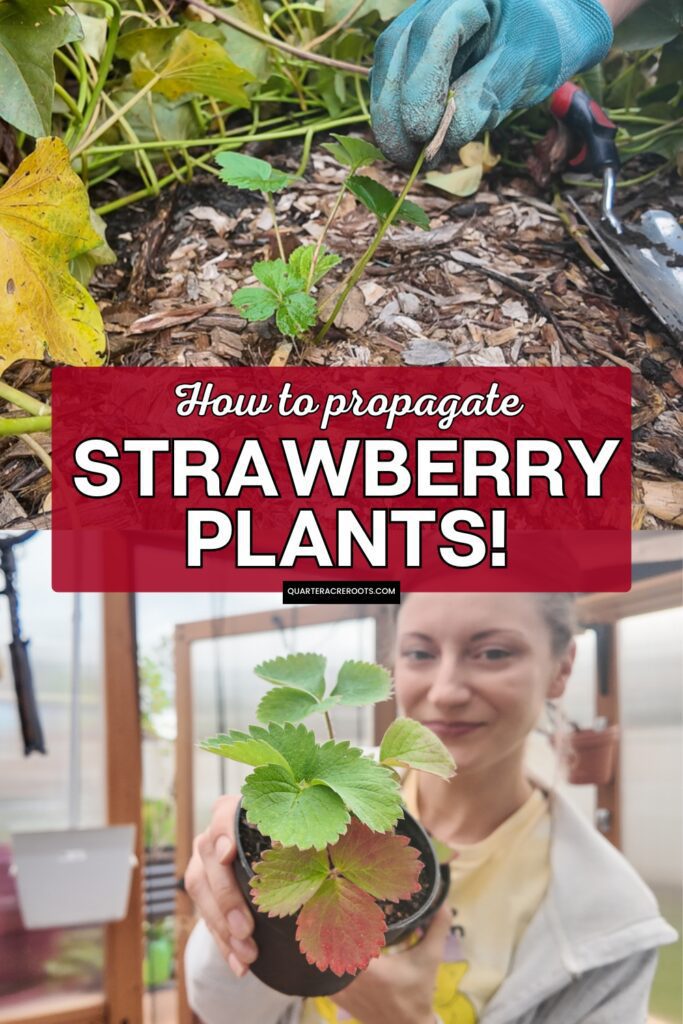collage that says how to propagate strawberry plants with pictures of the process