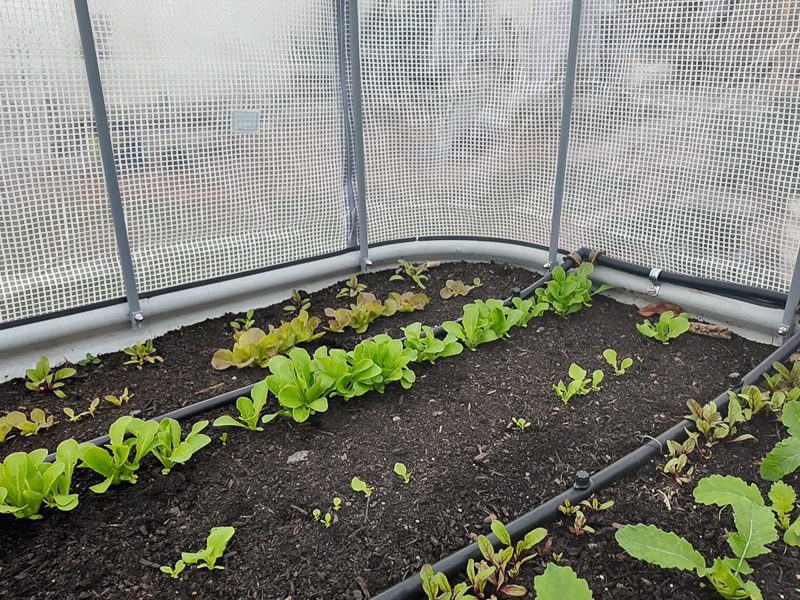crops growing under a vego greenhouse cover